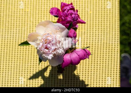 Schöner Blumenstrauß Pfingstrosen im Glas mit Wasser im Garten, Ukraine. Rote, rosa und weiße Pfingstrose albiflora oder paeonia officinalis. Stockfoto