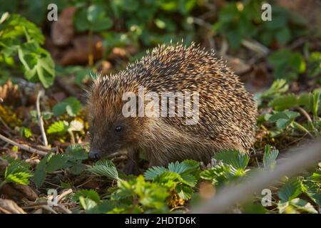 Igel, Igel Stockfoto