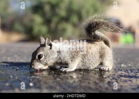 Weißschwanzantilopenhörnchen Stockfoto