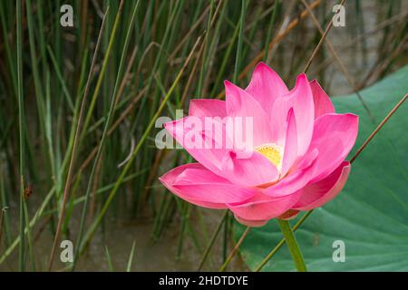 Einzelne heilige Lotusblume in voller Blüte. Selektive Fokuspunkte. Unscharfer Hintergrund Stockfoto