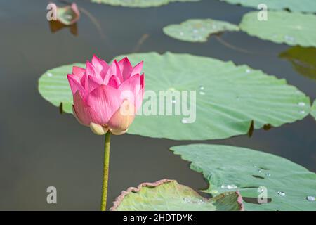 Einzelne heilige Lotusblume blüht. Selektive Fokuspunkte. Unscharfer Hintergrund Stockfoto