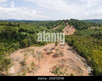 Ein Blick auf die Lichtungen von Bäumen im Abschnitt des Dschungels. Selektive Fokuspunkte Stockfoto