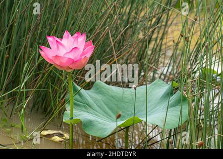 Eine einzelne heilige Lotusblume mit Grashalm im Hintergrund. Stockfoto