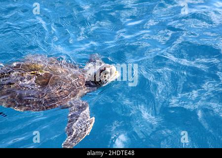 Karettschildkröte, Karettschildkröte Stockfoto