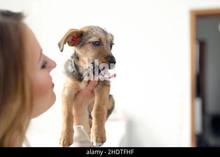 haustiere, Hund, Welpe, Haustier, Hunde, Welpen Stockfoto