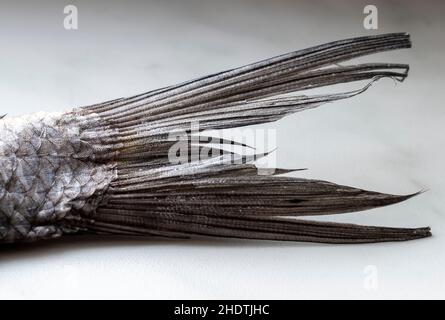 Der Schwanz eines getrockneten gesalzenen Fisches, der auf dem Fensterbrett liegt, aus der Nähe. Stockfoto