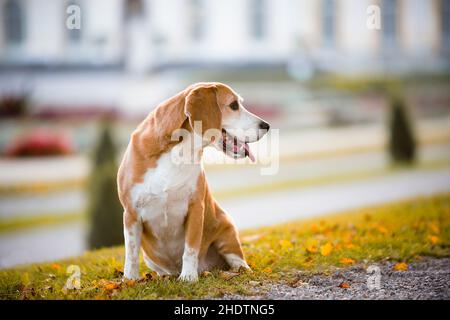 Hund, Beagle, Hunde Stockfoto