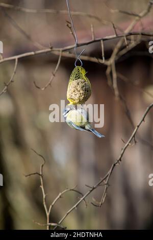 Tomtit, Futterhäuschen, Winterfütterung, Titten, Futterhäuschen, Fütterung Stockfoto