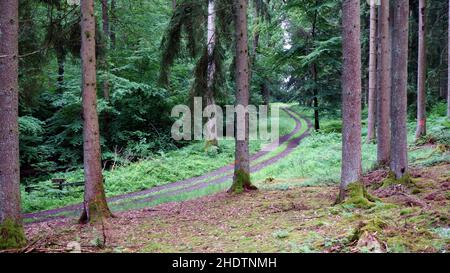 Auf dem Wanderpfad Eifelsteig in der Eifel Stockfoto