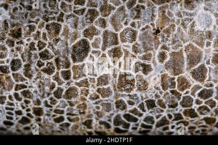 Abstrakte Makro Nahaufnahme Hintergrund echte Natur Schönheit. Kosmische Textur aus Stein wie Schlangenhaut Oberfläche, beige graue Schale, mystische ungewöhnliche Flecken, Baum Stockfoto