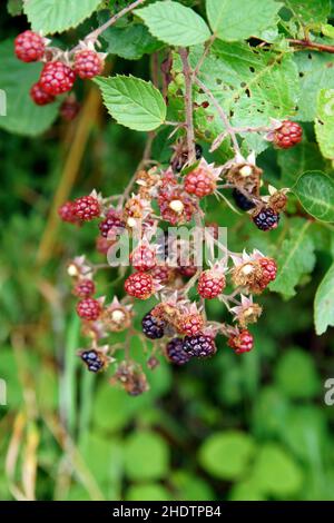 Ein Bund reifer Brombeerfrüchte - Rubus fruticosus - auf einem Zweig mit grünen Blättern auf dem Bauernhof Stockfoto