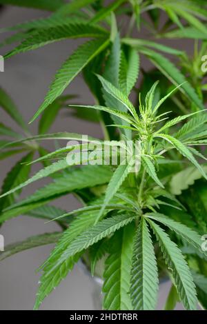 Cannabis, Hanf, Marihuana, Halm Stockfoto