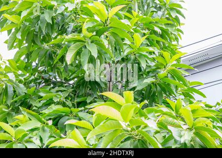 Große Wabe am Ast des großen Baumes, Goldene Wabe. Stockfoto