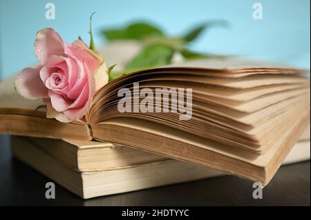 Buch, lesen, Literatur, Bücher, lesen, Ein Buch lesen, etwas lesen, lesen, Literaturen Stockfoto