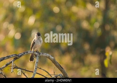 Rußköpfiger Bulbul/Pycnonotus-Aurigaster Stockfoto