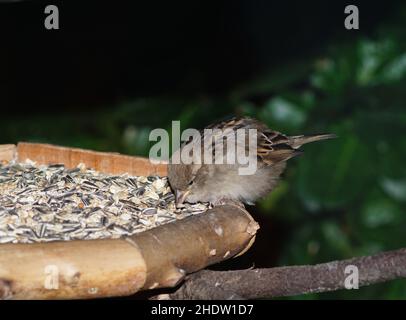 Haussperling, Haussperlinge Stockfoto