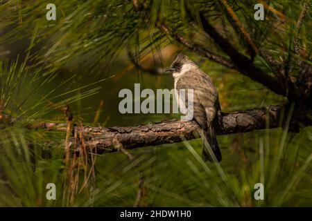 Rußköpfiger Bulbul/Pycnonotus-Aurigaster Stockfoto