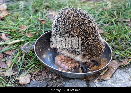 Igel sitzt im Katzenfutter Stockfoto