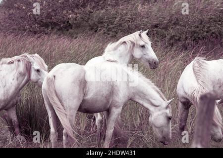 camargue Pferd, Pferde Stockfoto