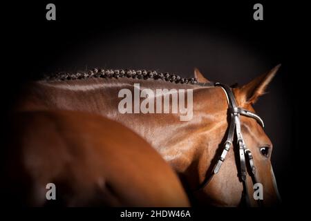 Pferd, geflochten, Mähne, Pferde, Flechten, Mähne Stockfoto