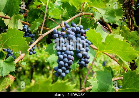 Von unten von leckeren reifen schwarzen Trauben wächst auf Zweig des Baumes in Weinberg in der Landschaft in sonnigen Tag Stockfoto