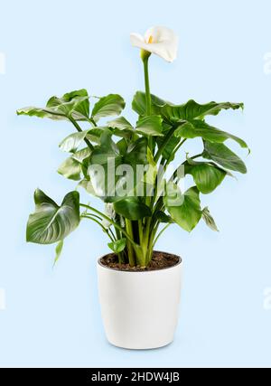 Calla Lilly Pflanze mit grünen Blättern und weißen blühenden Blumen wächst in Blumentopf im Studio vor hellblauem Hintergrund platziert Stockfoto