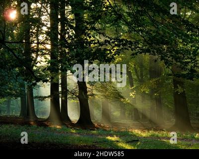 Wald, Sonnenstrahlen, mystisch, Lichtstrahl, Wälder, Holz, Wald, Wald, Sonnenstrahlen, Sonnenstrahlen, Sonnenstrahl, Sonnenstrahl, Sonnenstrahlen, geheimnisvoll, Mystic, Stockfoto