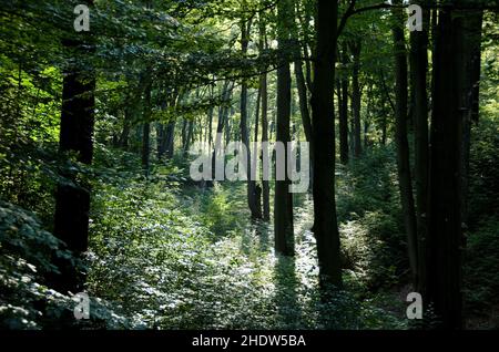 Wald, Lichtung, Wälder, Holz, Wald, Wälder, Waldlichtungen Stockfoto