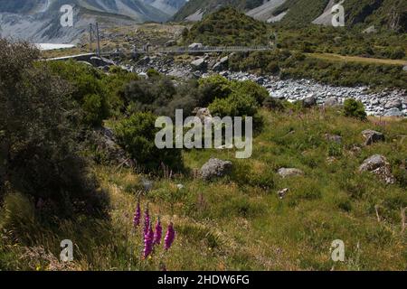 Hängebrücke auf dem Hooker Valley Track in Mount Cook National Park auf Südinsel von Neuseeland Stockfoto