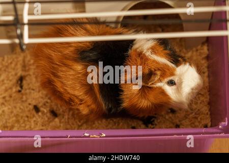 Guineaschwein. Ein junges lustiges Haustier Meerschweinchen.Da viele Menschen immer noch von Freunden und Familie isoliert sind, kann ein pelziges Freund die Einsamkeit lindern. Stockfoto