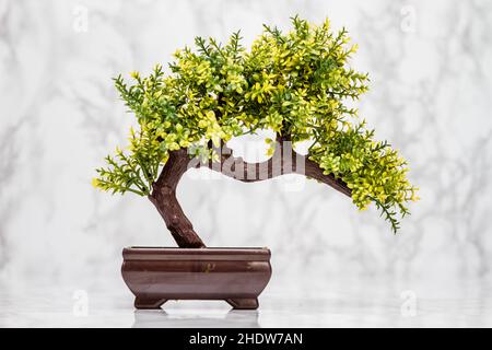 Bonsai Baum, künstlich, Bonsai, Bonsai Bäume, Künstliche, Nachahmung, Nachbildung Stockfoto