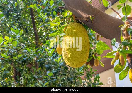 Reife Jackfruits auf einem Baum in der Natur Stockfoto