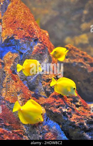 Fische, Aquarium, Surgeonfish, Fische, Aquarien, Surgeonfishs Stockfoto