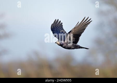 Rook im Flug in Slimbridge WWT Gloucestershire UK Stockfoto