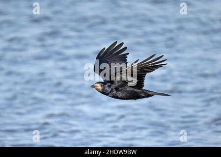 Rook im Flug in Slimbridge WWT Gloucestershire UK Stockfoto