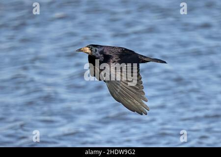 Rook im Flug in Slimbridge WWT Gloucestershire UK Stockfoto