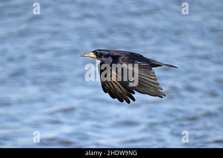 Rook im Flug in Slimbridge WWT Gloucestershire UK Stockfoto