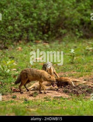 goldschakal oder indischer Schakal oder Canis aureus indicus Paar mit gefleckten Hirsch töten und einer der wütend Schakal mit wütend Ausdruck in bandhavgarh indien Stockfoto