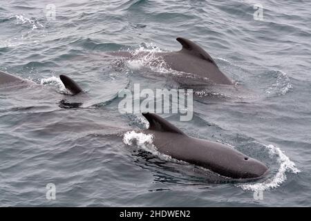 Rückenflosse, Globicephala melas, Langflossen-Pilotwal Stockfoto