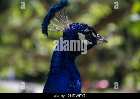 pfau, Pfauen Stockfoto