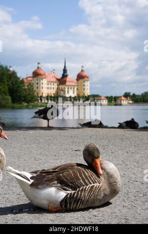 Gans, moritzburg, Gänse, Moritzburgs Stockfoto