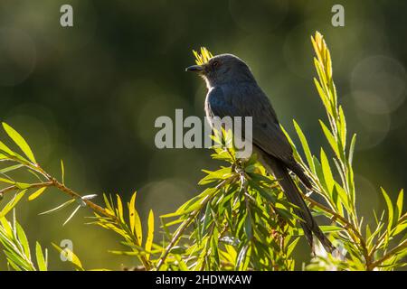 Ashy Drongo, Dicrurus leucophaeus, Vietnam Stockfoto