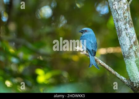 Ashy Drongo, Dicrurus leucophaeus, Vietnam Stockfoto