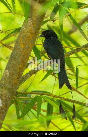 Drongo, Dicrurus paradieseus Stockfoto