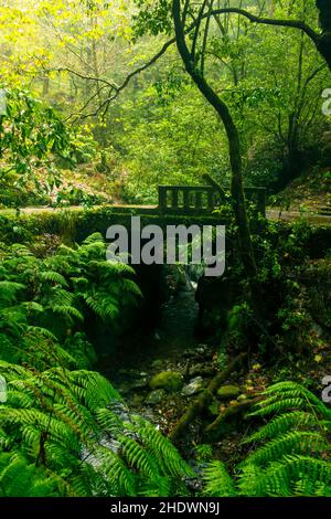 Vertikale Aufnahme einer alten Brücke über einen See, umgeben von einem Wald in Madeira, Portugal Stockfoto
