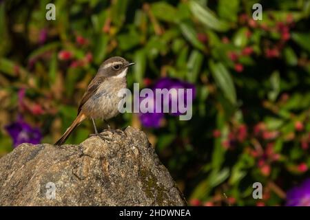 Grauer Busch-Chat, Saxicola ferreus Stockfoto