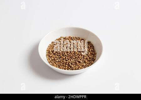 Koriander, Koriantros Stockfoto