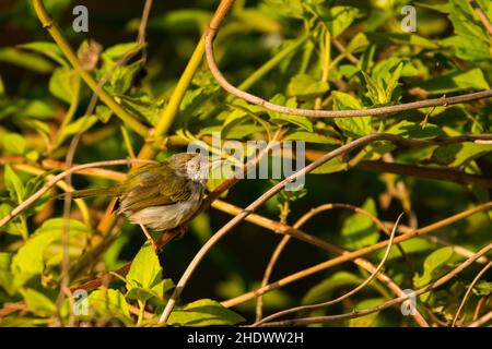 Gewöhnlicher Tailorbird, Orthotomus sutorius, Vietnam Stockfoto