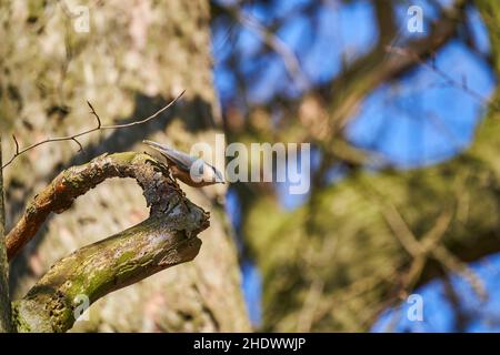 Der eurasische Nuthatch oder Holznuthatch, Sitta europae, ist ein kleiner Singvögel Kurzschwanzvögel mit einem langen Schnabel, blaugrauen Oberteilen und einem schwarzen Stockfoto