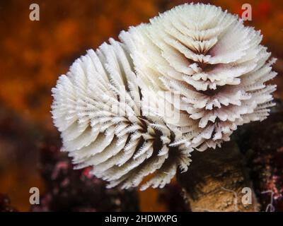 Ein weißer Federstaub-Wurm oder ein riesiger Fanwurm (Sabellastarte longa) ragt unter Wasser aus dem Rohr. Stockfoto